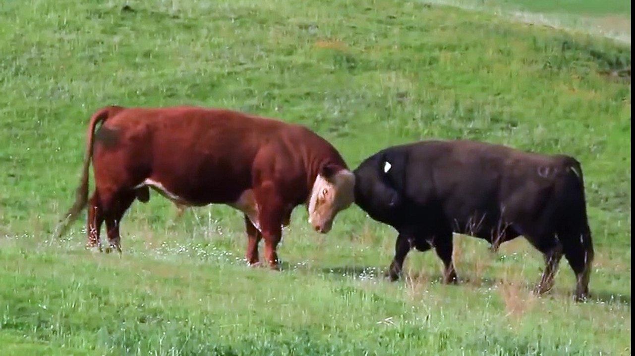 Bull Fighting in the Field