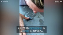 Watch: Nevada woman uses CPR to resuscitate drowned lizard