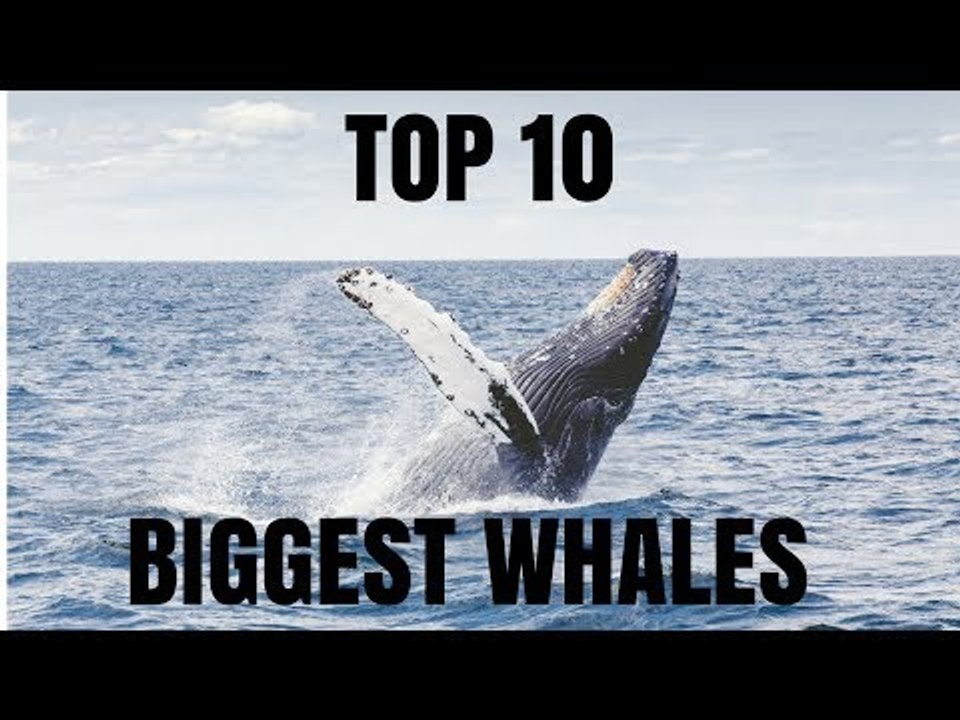 Top 10 Biggest Whales In The World - video Dailymotion