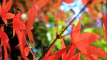 Seasonal Feathers【四季折の羽】- By Kyrja ( Italian Ver. ) feat Pandabyoto Live Action