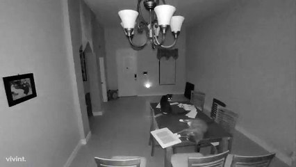 Un chat déclenche l'alarme de la maison au milieu de la nuit