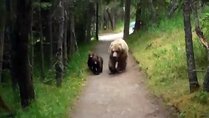 Un randonneur fait face à une maman grizzly et ses deux petits