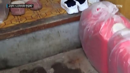 한 지붕에 고양이 122마리...그 사연은? / YTN