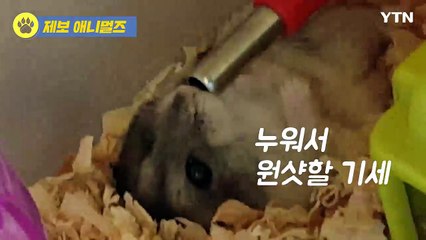 "더위야 가라!" 동물들의 더위 사냥법 / YTN