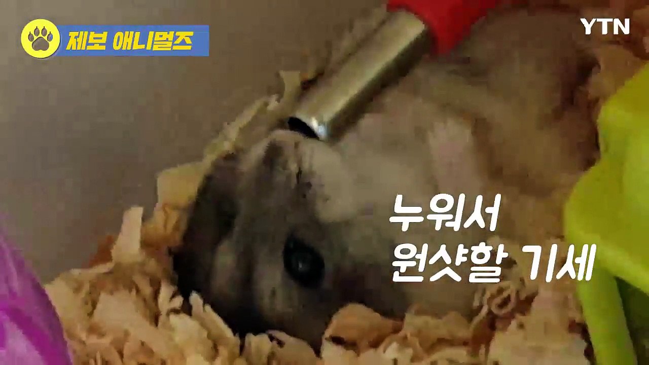 "더위야 가라!" 동물들의 더위 사냥법 / YTN