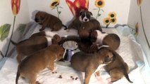 32ème Vidéo Le repas des petits pétards staffie de STAFFORDLAND