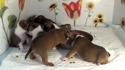 35ème Vidéo Le petit loulou de STAFFORDLAND
