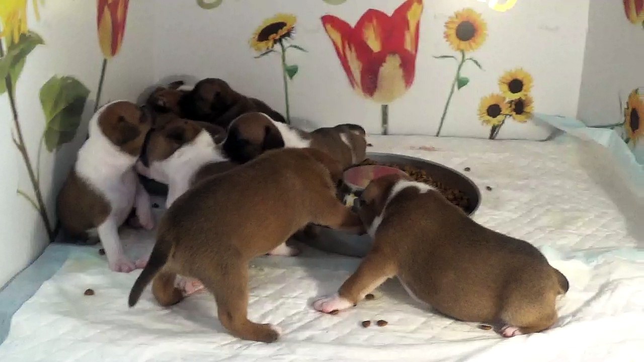 35ème Vidéo Le petit loulou de STAFFORDLAND