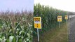 Magnifying genetically engineered crops