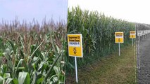 Magnifying genetically engineered crops