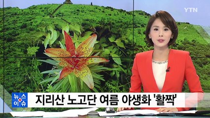 지리산 노고단 여름 야생화 '활짝' / YTN