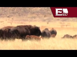 Manada de bisontes sobrevive con éxito en reserva natural de Chihuahua/ Titulares
