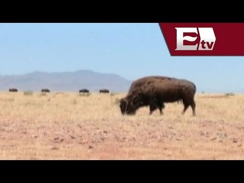 Chihuahua busca incrementar a los bisontes en su hábitat natural / Todo México