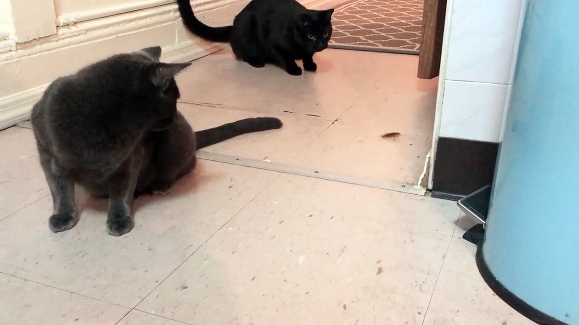 ⁣Bea & Arthur Catch a Roach