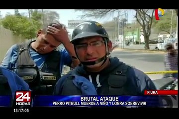 Piura: perro de raza pitbull muerde a niño en la cara