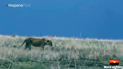 Un hipopótamo le dio una buena paliza a una leona por despertarlo