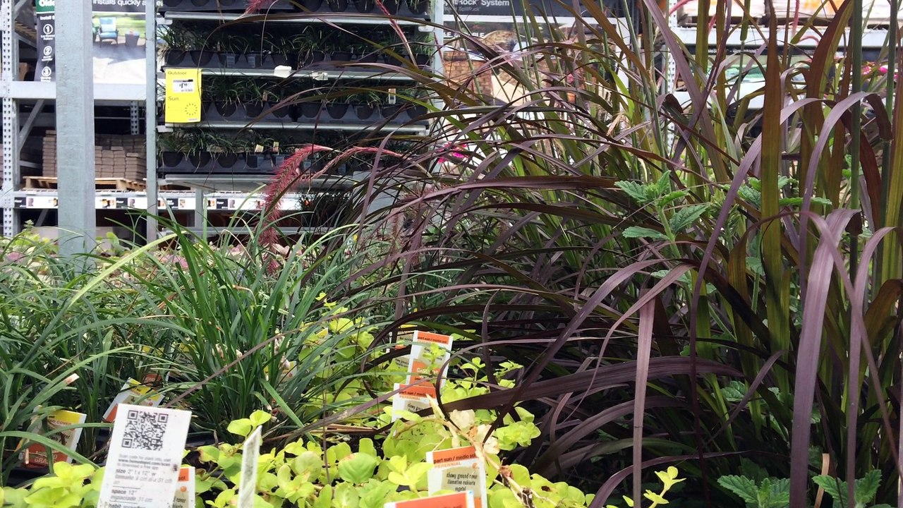 Z57 presents back to gardening