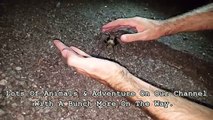 4K CC. Passive Blonde Tarantula, Catching Pet Insects, Spiders, Reptiles In AZ,CA,NV,UT,TX USA
