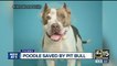 Pit bull helps save poodle with blood transfusion