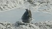Mystery Creature Rising Up From Shallow Mud Pool Baffles Viewers