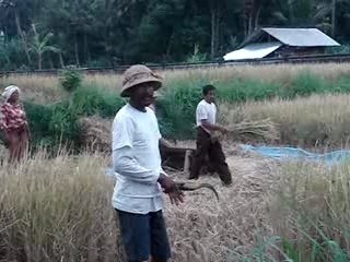 travail dans la rizière