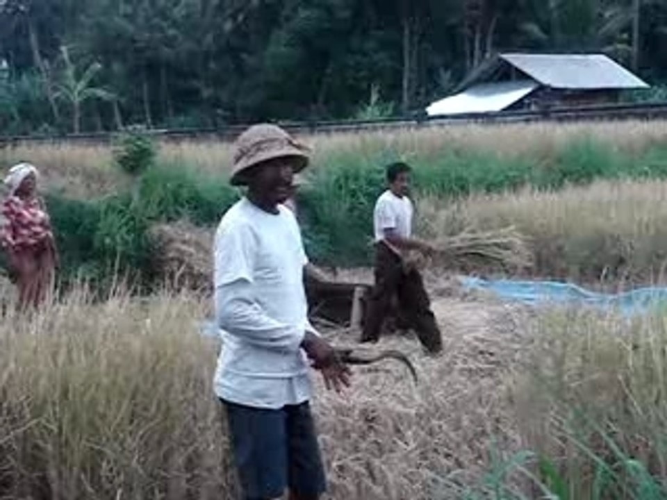 travail dans la rizière