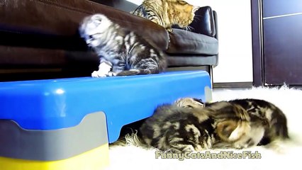 Let's play together ! Funny  Mom Cat and her  Cute Kittens