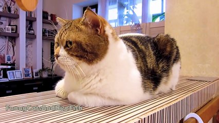 Funny Cats video - Calm down , Bro !