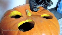 Cute Scottish Fold kittens preparing for Halloween