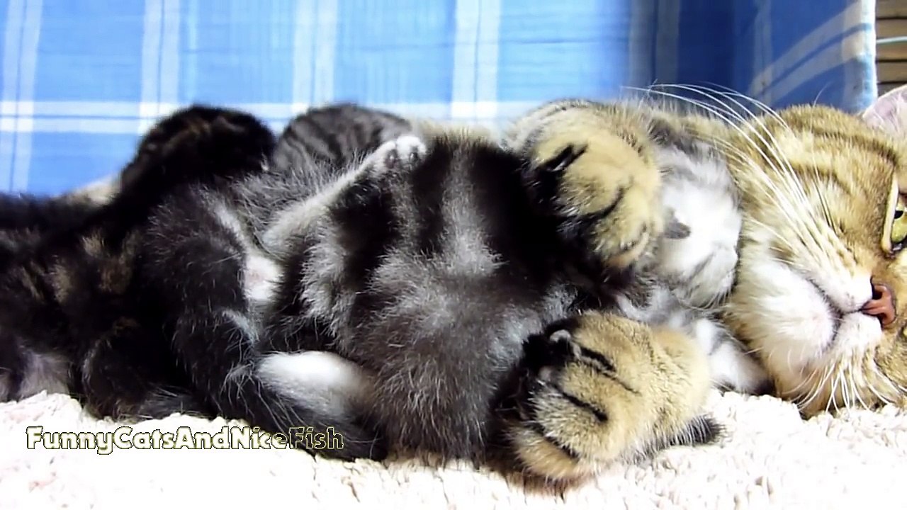 Mom Cat Hugs her Baby Scottish Fold cute kitten named Naomi