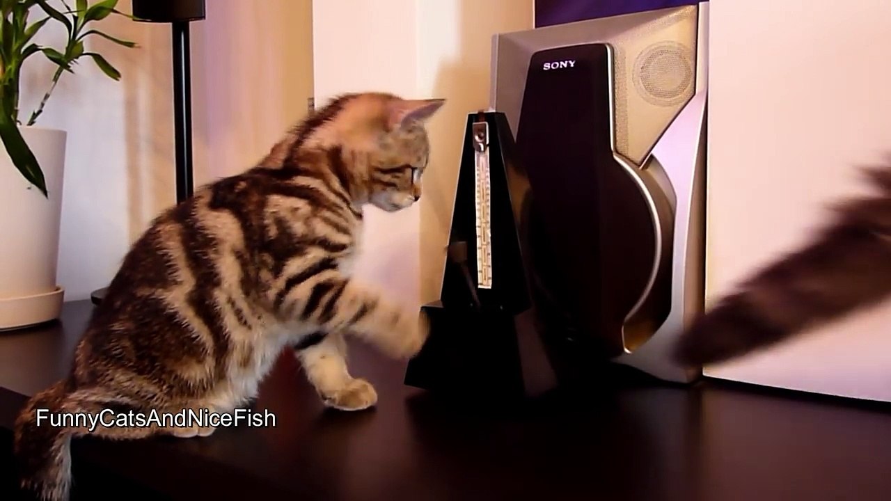 Tamer of metronome - Funny Cats