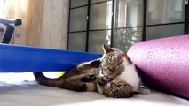 Step by Step - Funny Cats and Cute Kittens playing with stepboard