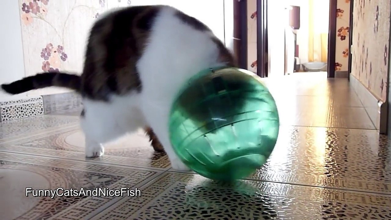 Funny Cat Rocky and Hamster Ball