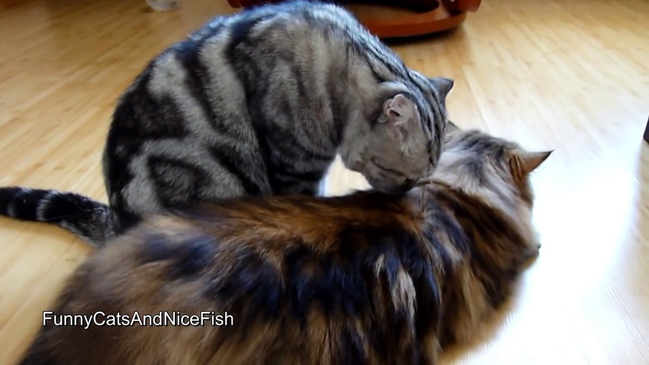 Endless  friendship of Cute Cats