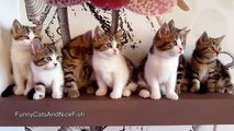 Epic Dance Battle of Cute Kittens - Funny Cats Compilation