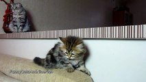 Cutest Stalking Kitten