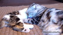 Cute Kitten and Cat gives love to each other and falls asleep