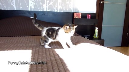 What's under the covers-   Funny kittens video