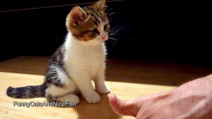 Cute Kitten wants to become a manicurist