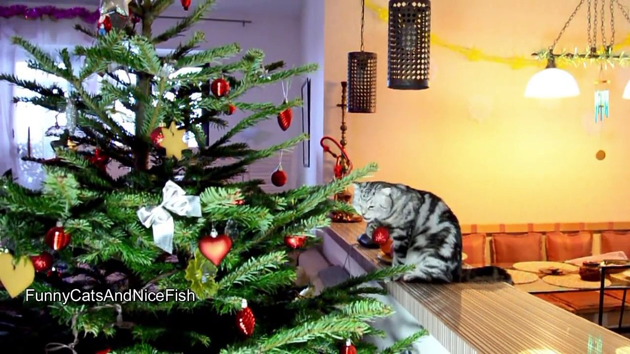 Happy XMas  !  Funny Cats and Cute Kittens Compilation