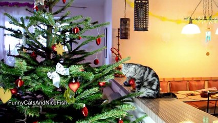 Happy XMas  !  Funny Cats and Cute Kittens Compilation