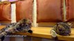 Cute Kittens and Funny Cats Compilation for Holydays