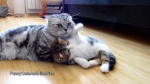 Cute  Kitten wants  attention from Cat