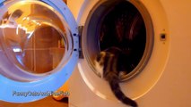 Funny Cats and Washing Machine
