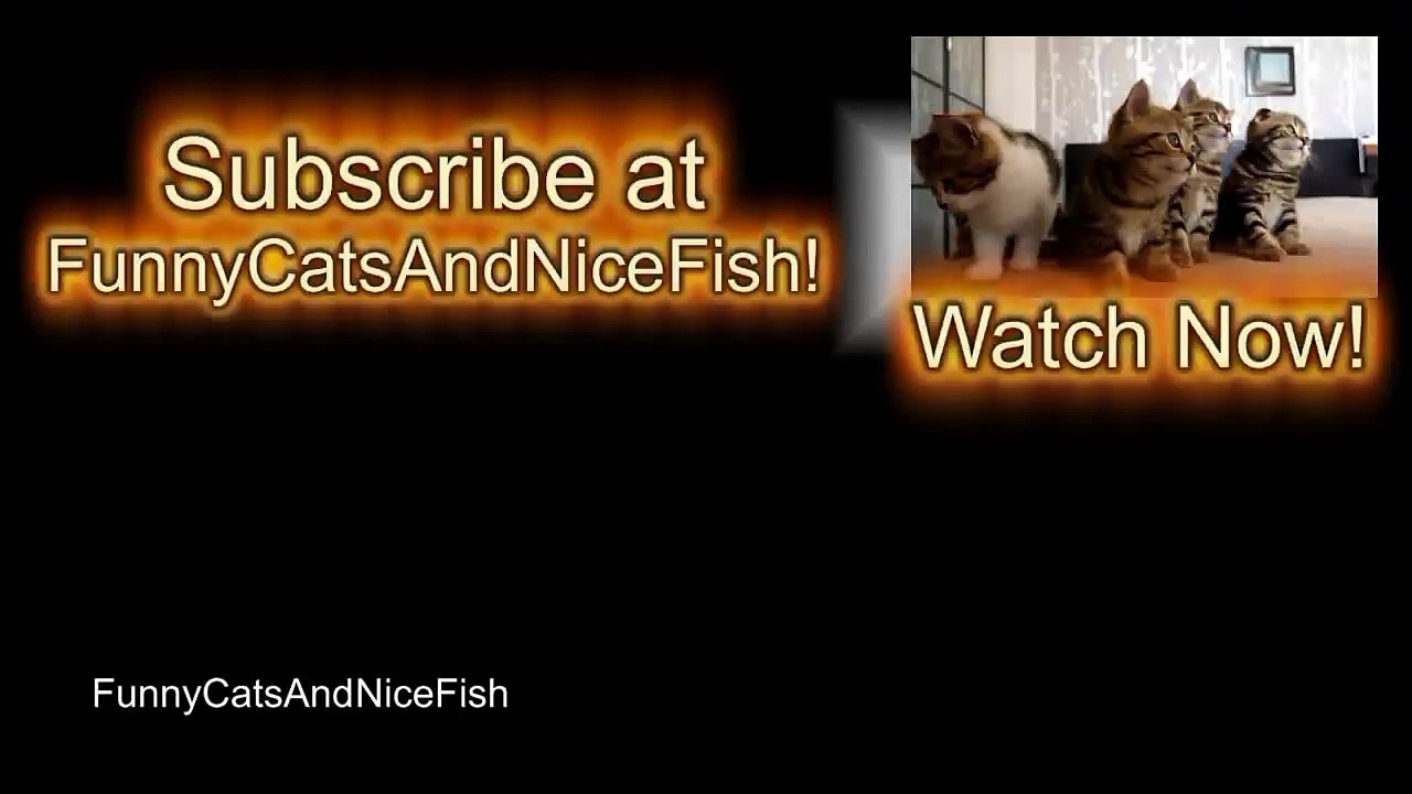 Racing, jumping, flying - Funny Cats and Cute Kittens playing