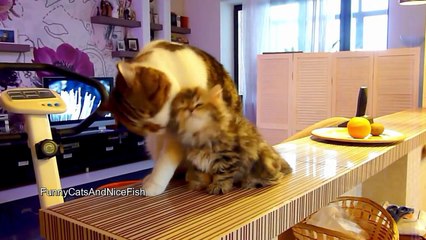 Cat Panda and P6 Cute Kittens ! Funny Cats Compilation