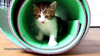 Funny Kitten Oliver really wants to communicate