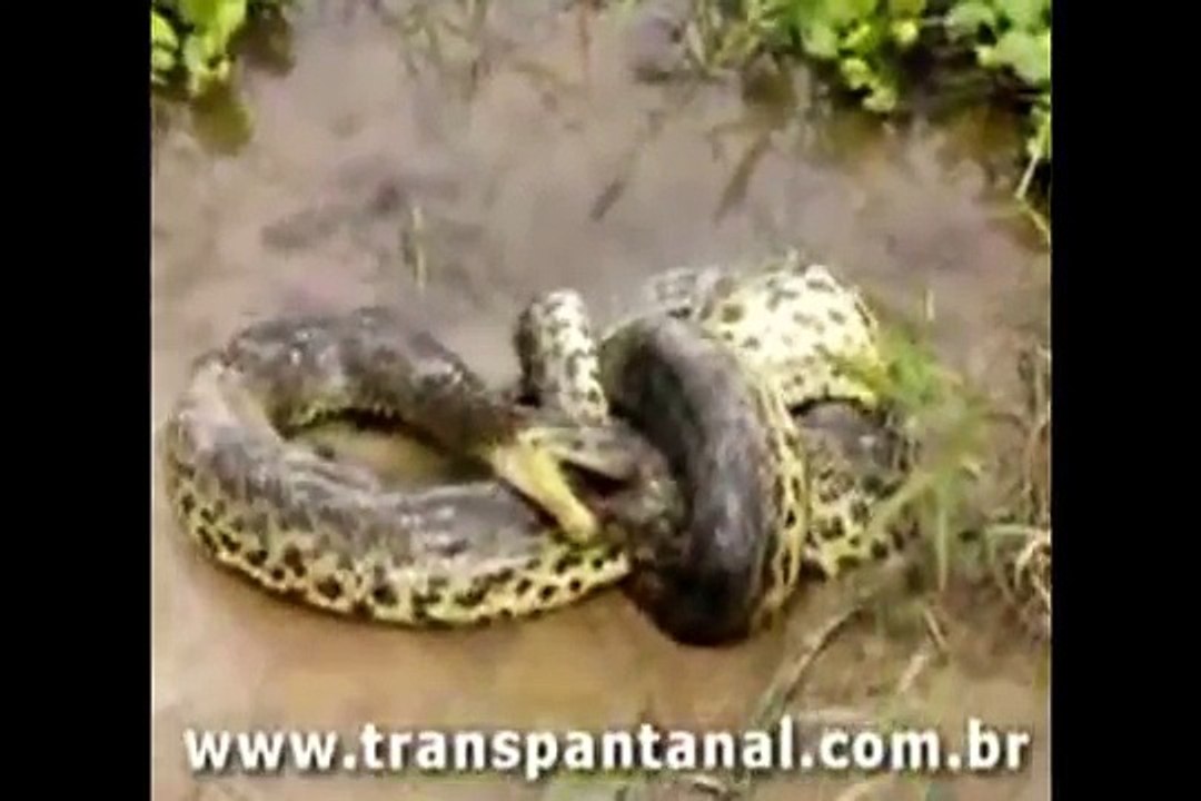 Biggest_wild_animal_fights_ world top and best animals attacks and fights