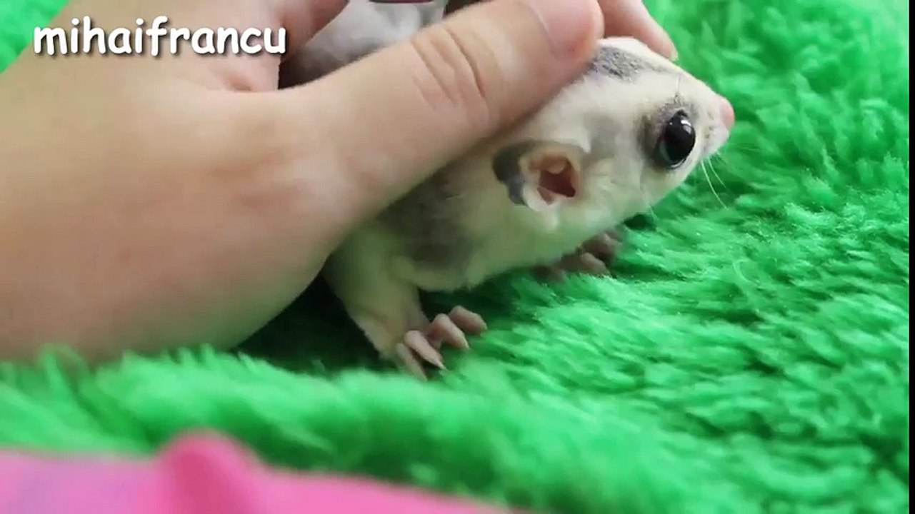 Baby_Animals_-_A_Cute_Animal_Videos_Compilation_2017