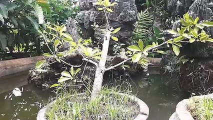 2#2-ᴴᴰ Best Cartoon For Kids 2016 ☆♥ Goofy Mans Best Friend